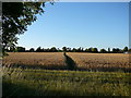 Path through crops south of Bressingham in IP22 2AA