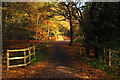 Path Into Epping Forest, Essex in IG10 4AJ