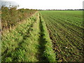 Footpath from Birdham towards Sidlesham Common in PO20 7BA