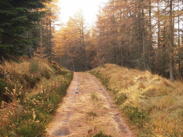 Glen Bruar track in Glen Banvie Wood in PH18 5UA