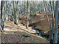 Small gill by Tittlesfold Copse in RH14 9BE