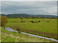 Cattle grazing on salt marsh, west of Salt House Farm in SA33 4NT