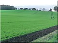 Tractor tracks in the field in WF8 3EJ
