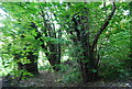 Coppiced trees, Croham Hurst in CR2 7RA