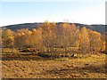 Birches, Invervigar in PH35 4HN