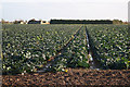Lincolnshire cabbages in Five Village Ward