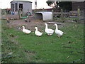Geese at East Wolves Farm in RH20 3AX