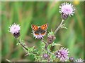 Small Copper butterfly on thistle in PH10 7JQ
