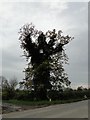 Gnarled oak tree almost strangled by ivy in IP22 2EL