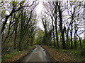 Tree-lined road at Mettingham in NR35 1TH