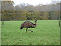 Emu in the grounds of Quennells in RH14 0NY