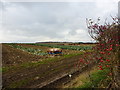 Rural East Lothian : Cabbage Field near Sunnybrae Hermitage (North Berwick) in EH39 5LS