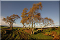 Trees near the road junction at Balmore in Nairn