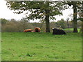 Highland cattle near Flitchings Farm in RH14 0NY
