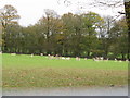 Fallow deer near Charleshurst Farm in RH14 0NY