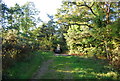 Footpath, Addington Hills in CR0 5HN