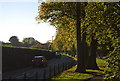 Trees along the A212 in CR0 5HN