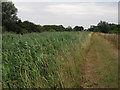 Footpath along Reach Lode in CB25 0JJ