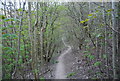 Path in Further Plantation in BN20 8XB