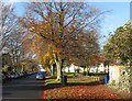 Davy Road: autumn leaves in CB1 3QN