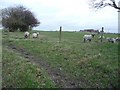 Grazing sheep, Rhodes Green in M24 4GL