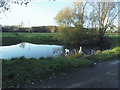 Geese on the pond at Tottenhill in PE33 0SA