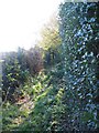 Public footpath off Church Lane in CV7 8BT