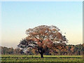 Oak tree in a field surrounded by sugar beet in PE33 0DY