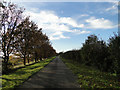 Avenue of trees from Mill Farm, Fincham in PE33 9EX