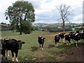 Cattle in a field above Lower Stanton Farm in NP7 7NB