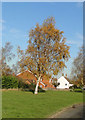 Silver Birch in Autumn colour in Marham Street in PE33 9JL