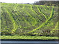 A field by the A35 at Lambert's Hill in DT2 9DX