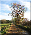 Autumnal trees between the track to Lower Farm in PE33 9JR