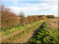 Autumnal hedge beside the track to Limekiln Plantation in PE33 9DH