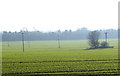 Poles in misty field south of Gallow Lane, Shouldham in PE33 9FA