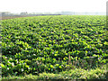 Sugar beet crop south of Gallow Lane, Shouldham Thorpe in PE33 9HE
