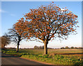 Autumnal horse chestnut trees beside Watlington Road in PE33 0DU