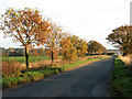 Autumnal oaks growing beside Watlington Road in PE33 0DY