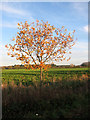 Young oak in autumn colours growing beside Watlington Road in PE33 0DY