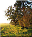 A sunlit field boundary hedge beside Spring Lane, Shouldham in PE33 0DG