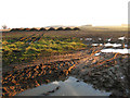 Stubble field by Abbey Farm, Shouldham in PE33 0DG