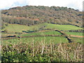 Fields east of Lobb Gate in Pilsdon