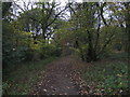 Footpath through Middleton Wood in LS10 3SL