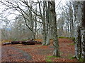 Woods near Foxhole in IV4 7HU