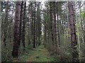 Conifers in Roundwyck Copse in RH14 0PZ