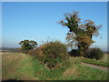 Trees and hedges south of Shereford, Norfolk in NR21 7DT