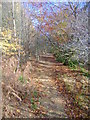 Path up Fairlie Glen in KA29 0DD