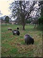 Village green at Leadenham, Lincolnshire, with sheep grazing in Leadenham