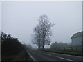 Trees in the fog in PE33 9DQ
