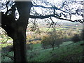 Oak tree beside the footpath descending Burledge Hill to Bishop Sutton in BS39 5UG